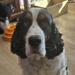 English Springer Spaniel puppies from Pinwheel Acres
