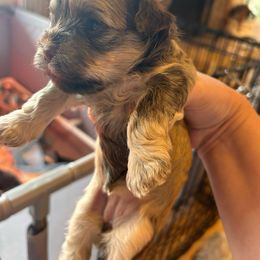 Nebula - Fawn brindle Havanese puppy in Comfort, Texas from HillCountry Havanese