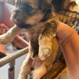 Nebula - Fawn brindle Havanese puppy in Comfort, Texas from HillCountry Havanese