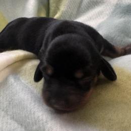 Sally - Black and tan female Dachshund puppy in Wallingford, Kentucky from Hensley Homestead Dachshunds