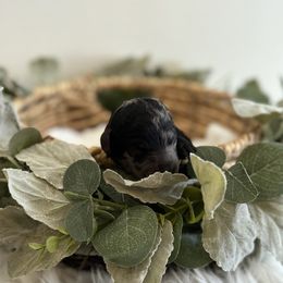 Rudy - Merle male Goldendoodle puppy in Fairmount, Georgia from Muscadine Meadows Farm