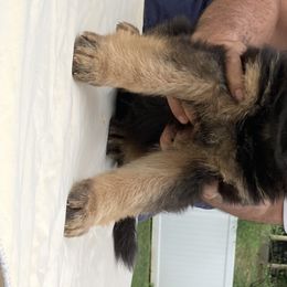 German Shepherd Puppies from Khanguard German Shepherds