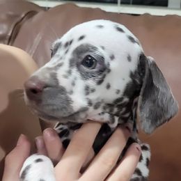 Dalmatian Puppies from RMS Dalmatians
