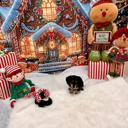 Major Russian lines pet only price not negotiable - Black and cream male Dachshund puppy in Call, Texas from Dachshund D’Amore