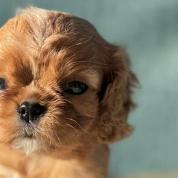 Cavalier King Charles Spaniels and Cavapoos from Primrose Pups