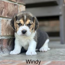 Windy - Blue tan and white female Beagle puppy in Mansfield, Missouri from Rippee Creek Kennel