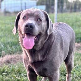 Huxley - Labrador Retriever