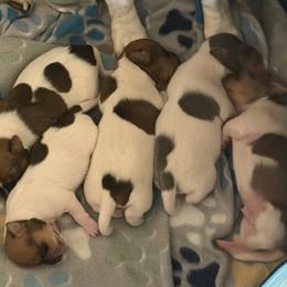 Teddy Roosevelt Terrier puppies from The Oasis Teddy Roosevelt Terriers