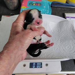 Justice - Justi - Black and white female Shih Tzu puppy in Palmyra, New York from Karen's Tzus of Palmyra-Macedon