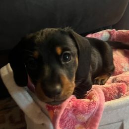 Male Black,Tan - Black and tan Dachshund puppy in Plumas Lake, California from Royal T Miniature Dachshunds