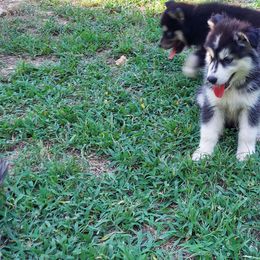 Alaskan Husky Puppies from Mawlawi Huskies