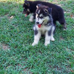 Alaskan Husky Puppies from Mawlawi Huskies