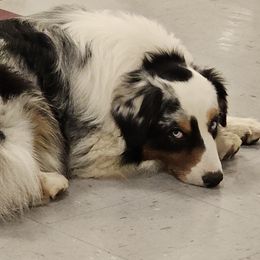 Quattro - Australian Shepherd