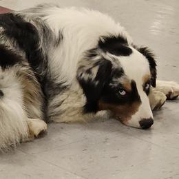 Quattro - Australian Shepherd