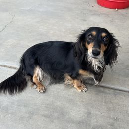 Boba - Dachshund