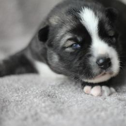 Siberian Husky Puppies from Cascade Siberians
