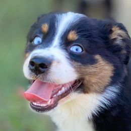 Australian Shepherds, Miniature Australian Shepherds, and Toy Australian Shepherds from Brushy Creek Aussies & Mini Aussies
