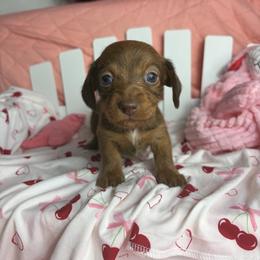 Donna - Brindle female Dachshund puppy in Lake City, Florida from My Ditzy Doxies of Florida