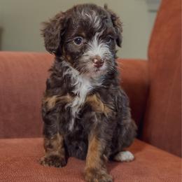 Honey Graham - Brown and white male Aussiedoodle puppy in Mountain Home, Arkansas from Amos and Oak Doodles