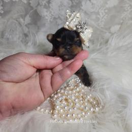 Yorkshire Terrier Puppies from Hetzel’s Enchanted Yorkies (Michigan)