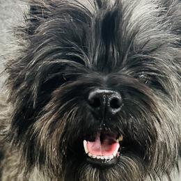 Australian Cattle Dogs, Cairn Terriers, and German Shorthaired Pointers from Macushla Kennel