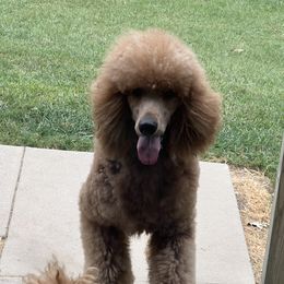 GUS - Poodle