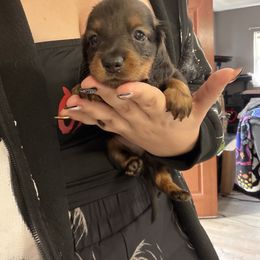 Dancer - Red male Dachshund puppy in Tampa, Florida from EntityDachs