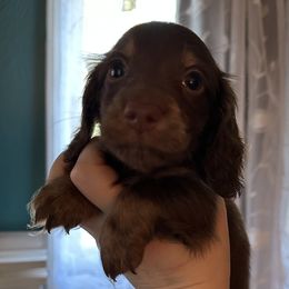 CCCD-Gus - Chocolate and cream male Dachshund puppy in Wolf Lake, Indiana from Canisteo Dachshunds