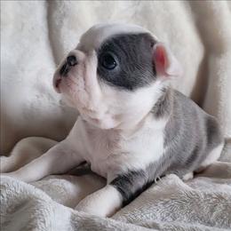 Female 1 - Blue female Boston Terrier puppy in Wilson, North Carolina from Chrysco Boston Terriers