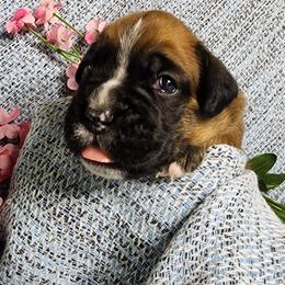 Emmy - Fawn female Boxer puppy in Arnold, Missouri from Molly Mo Boxers