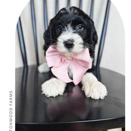 Tater salad - Black and white female Bernedoodle puppy in New Harmony, Indiana from Cottonwood Farms