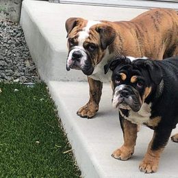 Bulldogs from Valhalla Rare Bulldogs
