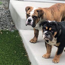 Bulldogs from Valhalla Rare Bulldogs