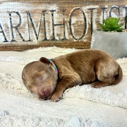 Girl 2 - female Havapoo puppy in Marquand, Missouri from Perfectly Playful Doodles