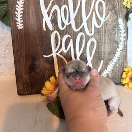 Gray collar - Cream male Pug puppy in Tucson, Arizona from Furever Friends