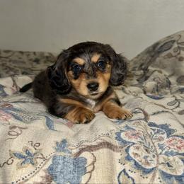 Pepper - Dapple female Dachshund puppy in Ceres, California from Rockin' M’s LilBitty Dachshunds (LBD)