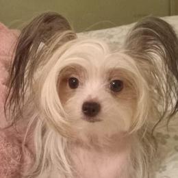 Chihuahua and Chinese Crested Puppies from Western Kentucky Chihuhua and Chinese Crested