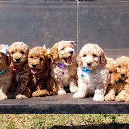Aussiedoodle and Goldendoodle Puppies from Ever After Doodles Arizona