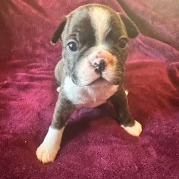 Boy 2 - Brindle and white male Boston Terrier puppy in Brookville, Ohio from Best Friend Bostons
