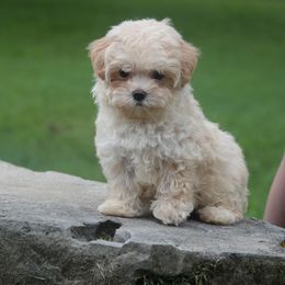 Sofia - Apricot female Maltipoo puppy in Bowling Green, Kentucky from Denise Clark