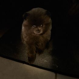 Sonic - Blue male Pomeranian puppy in Zavalla, Texas from Precious Puff Poms