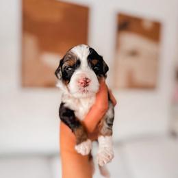 Ever - Merle female Bernedoodle puppy in Cold Spring, Minnesota from A.N.A. Doodles