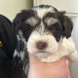 Sunny - Parti female Miniature Schnauzer puppy in Tacoma, Washington from AKC Nordwest Schnauzers