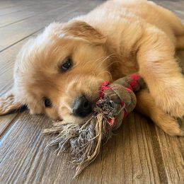 Cocker Spaniel, Goldendoodle, and Golden Retriever Puppies from MyKy Puppies