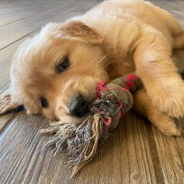 Cocker Spaniel, Goldendoodle, and Golden Retriever Puppies from MyKy Puppies