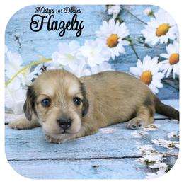 HAZELY - AKC Registered - Cream female Dachshund puppy in Graceville, Florida from Misty's 101 Doxies