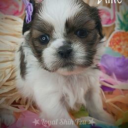 Shih Tzu Puppies from Loyal Shih Tzu
