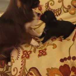 Chihuahua Puppies from Elegant Exotic Chihuahua's