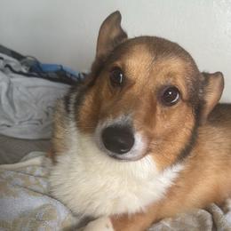 Dino - Pembroke Welsh Corgi