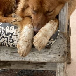 Australian Shepherd All Grown Up from Paradise Creek Puppies